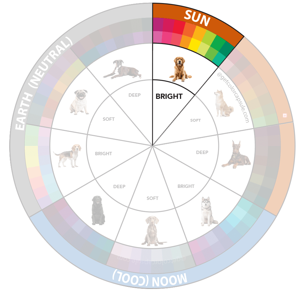 Bright Sun Element Dog Color Analysis