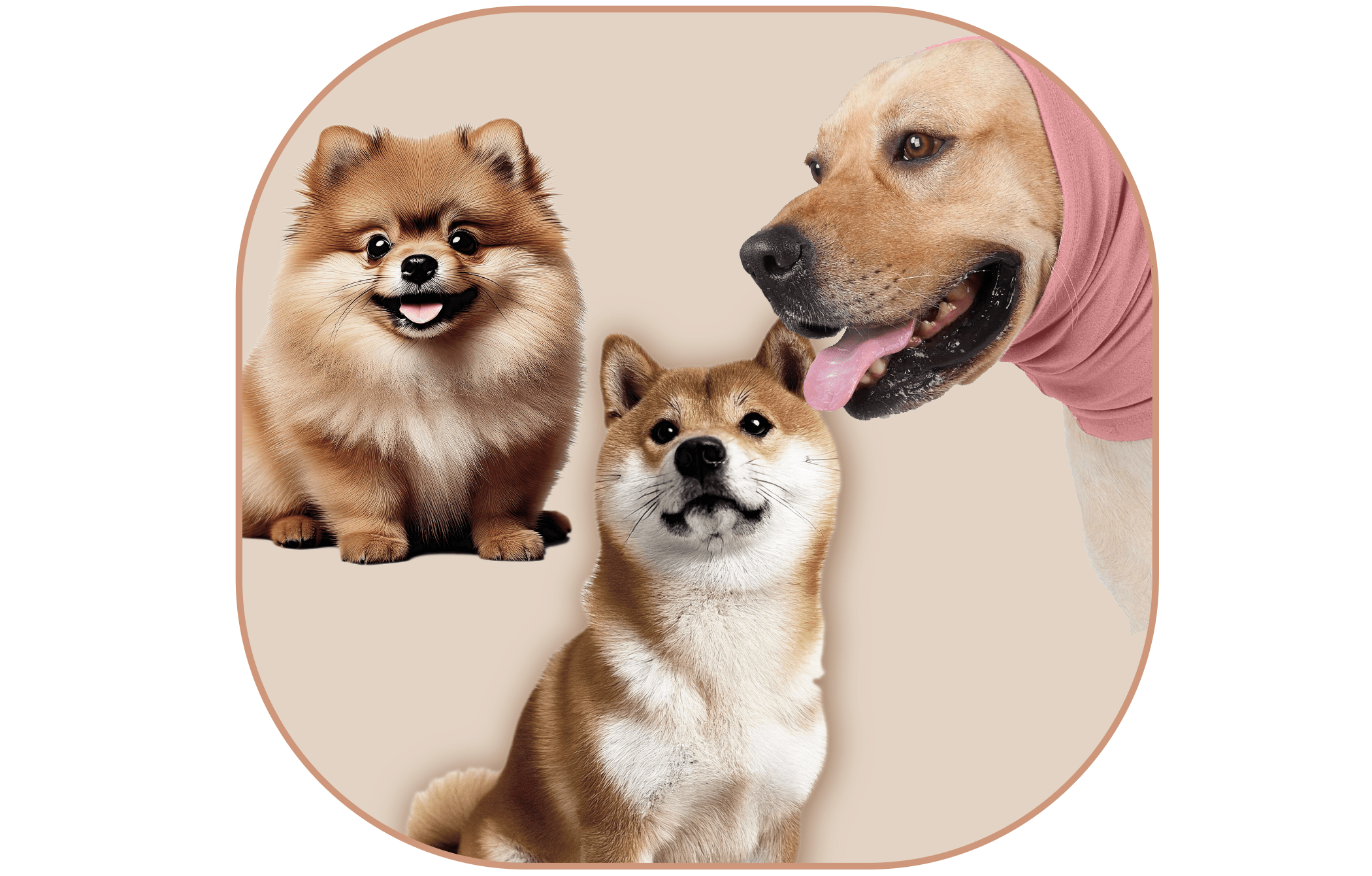 Dog Soft Warm Color Examples Fur